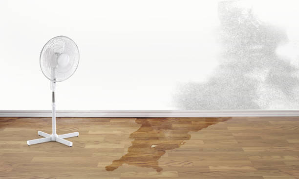 Best Flood damage cleanup  in New Rockford, ND